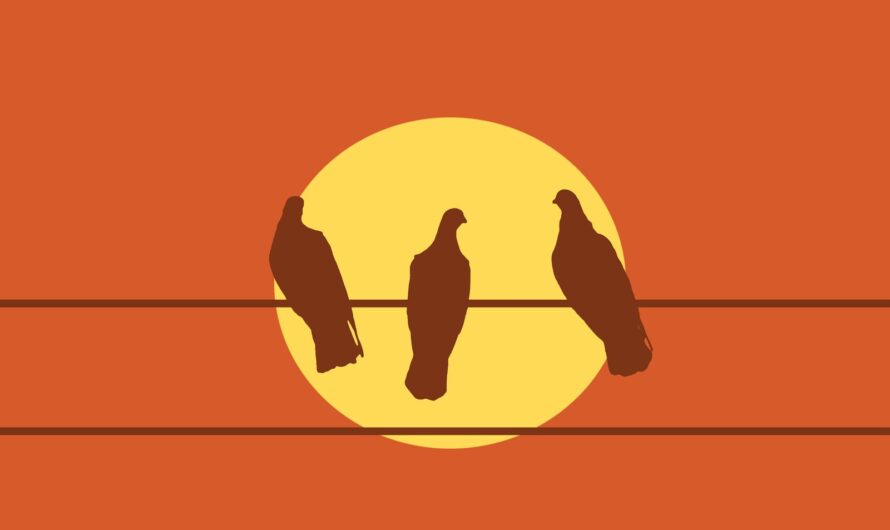 De Duivensport in Noord-Holland: Een Fascinerend Verhaal van Verleden tot Heden